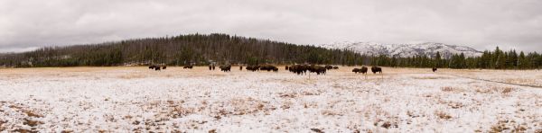 Cascade Meadows Bison